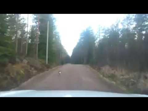 Заяц-навигатор: видео